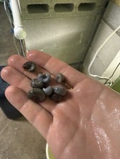 Ramshorn Feeder Snails 100