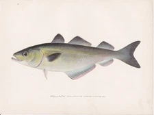 Original Antique Fish Print: Pollock by Sherman F. Denton 1907