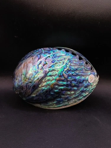 BIG premium 5.8" paua abalone sea shell Craft smudging home decor #14286