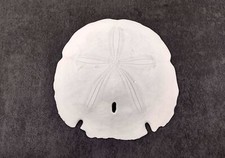 Arrowhead Sand Dollar Shell Extra Large Encope (1 shell approx. 5+ inch)