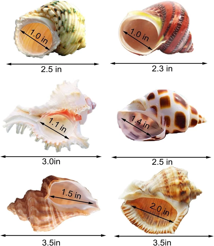 6 PIEZAS Conchas de Cangrejo Ermitaño Medianas Grandes XLarge Crecimiento Turbo Conchas Marinas Foto 4 de 4
