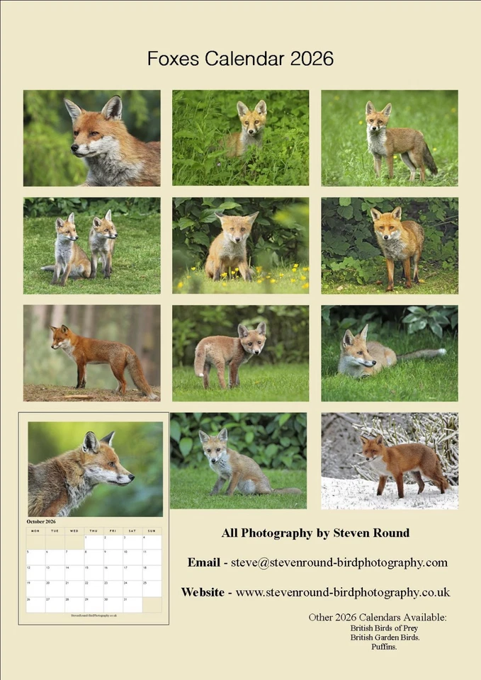 Foxes 2026 A4 Wildlife Calendar (Photography by Steve Round) - Image 2 of 4