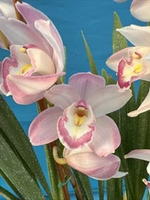 Cymbidium NOID (D) Amber Pink White New Growths Blooming Orchid Hybrid 6” Pot