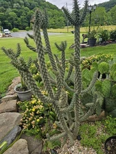 2 Pink Blooming Cold Hardy Tree Cholla Cactus Starts/clippings. 