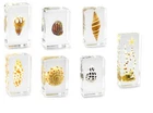 Real Sea Snail Shells Molluscs Starfish Paperweight Specimen Taxidermy Beach