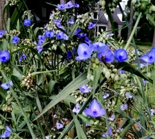 Ten (10) - Bluejacket Flower, Spiderwort Lily, Widow Tears, Tradescantia PLANT