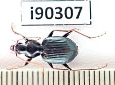 i90307. Carabidae sp. Vietnam, Lai Chau