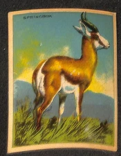 V255 Canadian CG, Papoose Animal Gum, 1935, #45 Springbok
