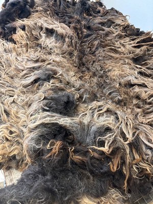 7lbs Navajo Churro Sheep Wool fiber fleece spinning weaving felting felted