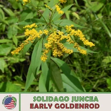 200 Early Goldenrod Seeds, Solidago juncea, Native Wildflower & Bee Attractor
