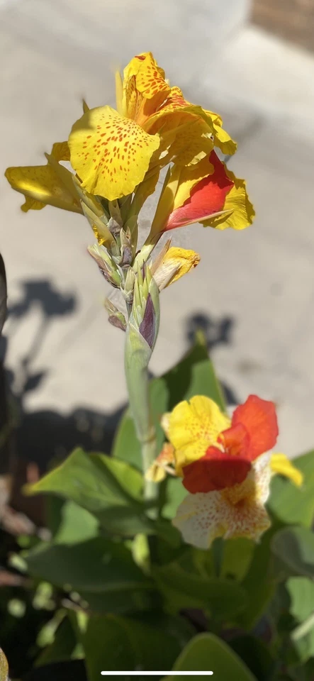 1 Cleopatra Canna Lily Rhizome Bulbs “Red & Yellow Blooms” - Image 2 of 4