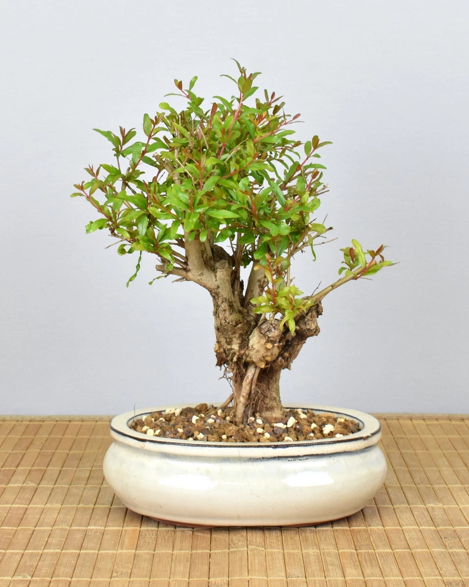 bonsai technik 1 101 Essential Tips Bonsai – DK main image 1