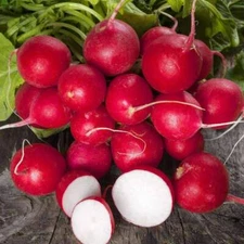 300+ Radish Seeds | NON-GMO | Heirloom | Fresh Garden Seeds from USA