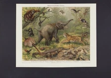 Chromo-Lithografie 1896: Orientalische Fauna. Orang-Utan Gibbon Fasan Kalong Tig