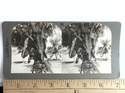 1907 Keystone Stereoview Coconut Palm Tree Tropical Scene USA