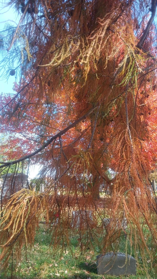 ☆250☆ Bald Cypress Tree Seeds for Planting - Image 2 of 4