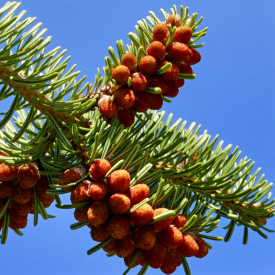 Abies nordmanniana - Caucasian Fir, Nordmann Fir