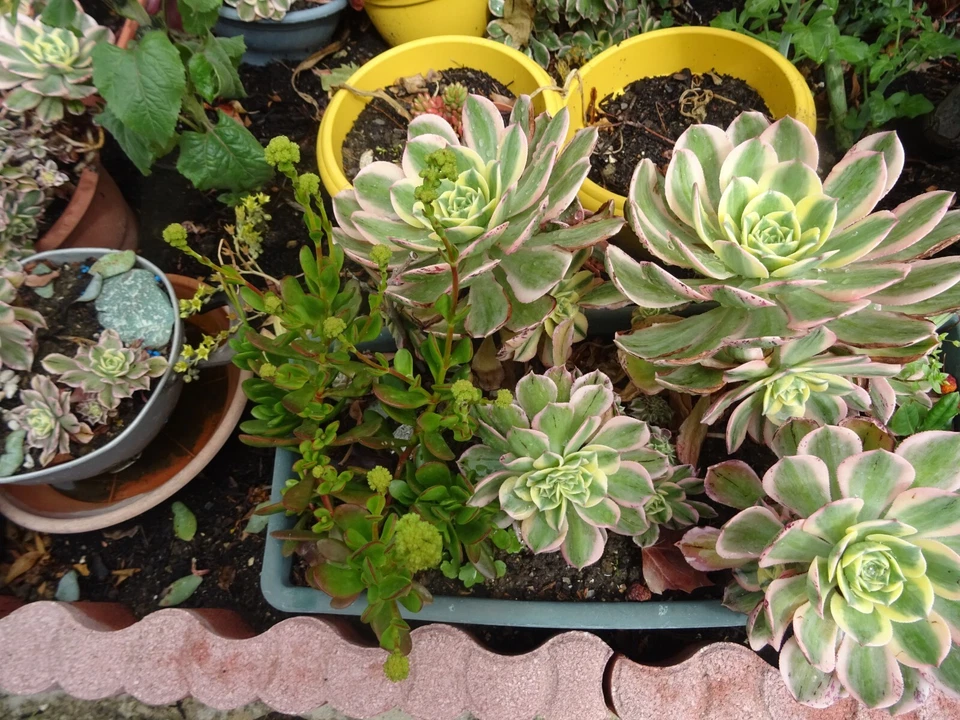 lots=10 aéoniums collector  presques noirs et panachés   +photos du jardin - Immagine 2 di 4