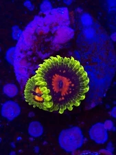 Scarlet Fever Zoa WYSIWYG Live coral frag Lps Sps