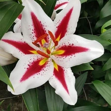 ORIENTAL LILY BIG SMILE  Perennial Flower Bulb  " SPRING  SHIPPING "  US Seller