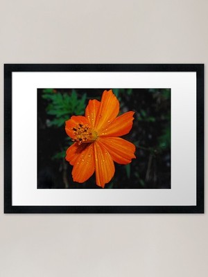 Orange Cosmos Framed Art Print Framed Wall Art Poster Canvas Print Picture