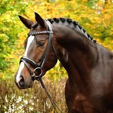 Pegasus® Kostolny Snaffle Bridle