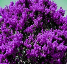 2 LIVE PLANTS DARK PURPLE CREPE MYRTLE BUSHES TREES ROOTED