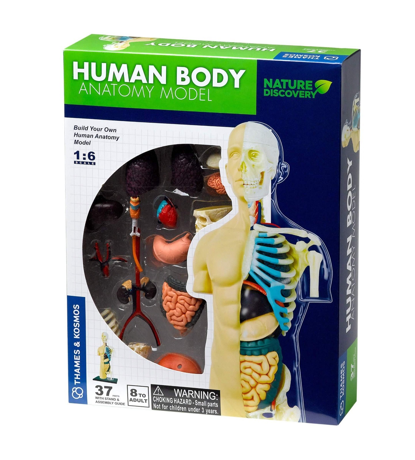 Thames & Kosmos Nature Discovery Human Body Anatomy Model for Ages 8+