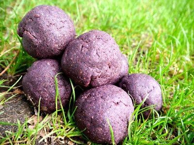 Heidelbeere - Sweet Blueberry Lockfutter Limited Edition  10 kg (2,49  /kg)