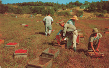 Cranberry Picking - Cape Cod Massachusetts MA - Postcard