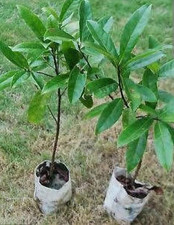 2 Live Rudraksh Plants Length 18 inch for Planting Garden Plants Lord Shiva