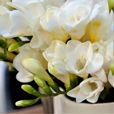 Easy to Grow Freesia White Wonder Collection 30 Plant Bulbs, Spring Zones 9-11