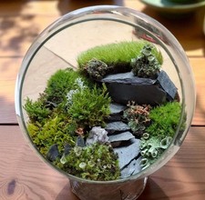 Large Live Moss Assortment for Terrarium Vivarium Fairy Garden 10"x11" Bag