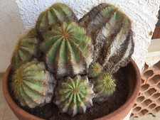 CACTUS GRANDI: Notocactus (Parodia ) Magnificus-Multi Teste L cm 36 H cm 22 (*)