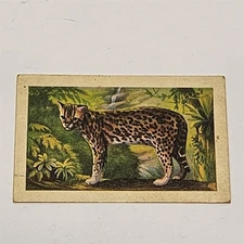 Tuckfields The Cat Family Series Ocelot #32 Trading Card Tea Card COL-1280