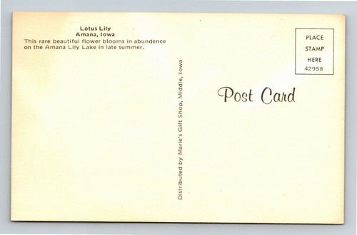 FLOWER -Lotus Lily, Rare Flower Bloom Amana Lily Lake Vintage Iowa Postcard  - Picture 2 of 2