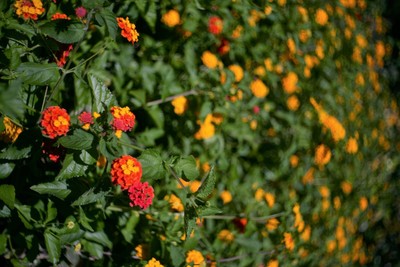 Domiplan Meyer-Optik-Görlitz 50mm f2.8 - M42 (Zebra) | eBay