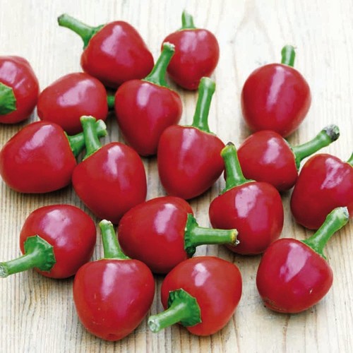 10 Graines De Piment Twilight - Poivre Chaud Pour Jardin Et Potager