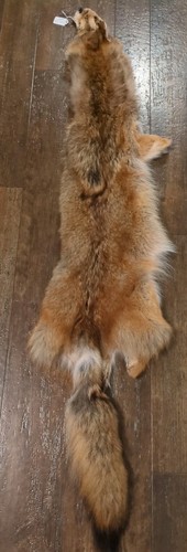 Genuine Tanned Eastern Coyote Hide – Perfect For Taxidermy, Crafts, Or Home Decor (56-62" L X 8" W)
