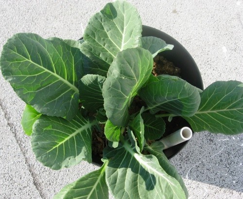 Collards, Georgia Southern Heirloom Fresh Hand-Packaged NON GMO Seeds - Picture 3 of 4