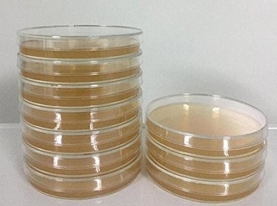 Malt Extract Agar Plates - Great for Mushrooms, Molds, Fungus - 5 Prepoured MEA