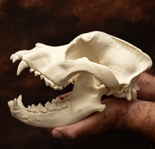 Dog Skull Lifesize Replica | Cane Corso Mastiff Skull | HD 3D | Separate Jaw | M