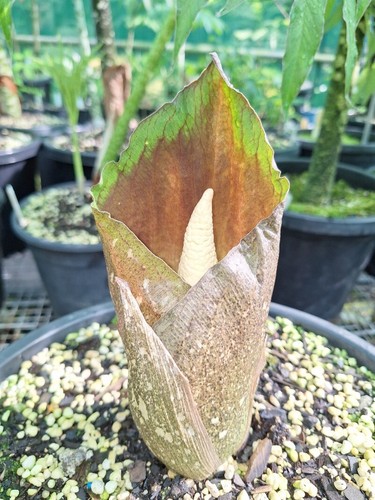 Amorphophallus opertus . Rare Carion Lily. 3.5cm wide tuber. Aroid