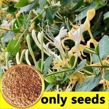 80  Fly Honeysuckle Vine Seeds, Native Perennial White Honeysuckle Bush
