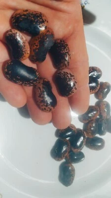 Peacock Beans, Large, Rare, Rare, Semi Seeds, Italiani, Italian