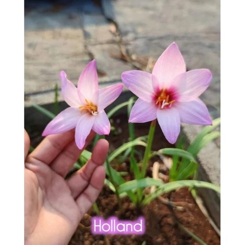 1 bulb AUTHENTIC Rain Lily Zephyranthes (130 varieties) 7-10mm size page 2 - Picture 42 of 70
