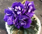 African Violet * Hunter's Nocturnal