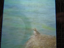ANTIQUE REAL PHOTOGRAPH ANIMAL BIRD MAGIC LANTERN SLIDE PUFFINS FARNE ISLANDS