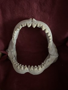 Shark Jaws with Teeth 4.5” x  6” Nautical Fishing Decor