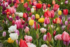 Ten Bulbs 12+ cm Tulip All Season Barn Mix Tulipa